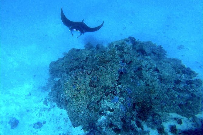 Magical Boat Tour with Underwater Cabin in Bora Bora! - What you see through the underwater cabin