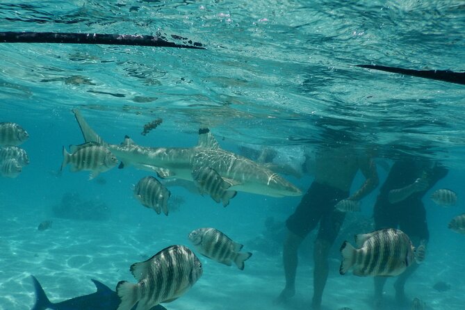 Medium Magical Combo in Moorea of 2 hours of Jetski and 3h30 of Quad - The quad ride reaches Moorea’s best high views