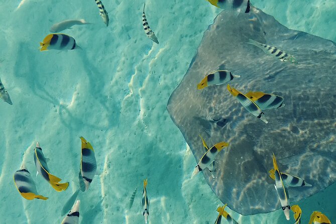 Mo'orea Half Day Private Tour with Snorkeling and Cruising the Lagoon - Four hours in Moorea’s lagoon