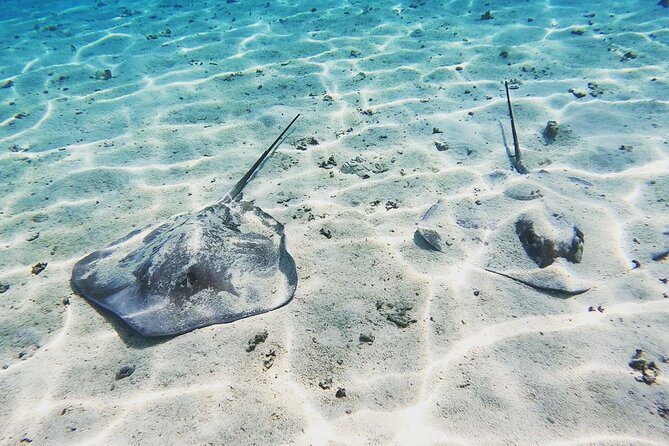 Mo'orea Half Day Private Tour with Snorkeling and Cruising the Lagoon - Tropical fish and the first stingray encounter
