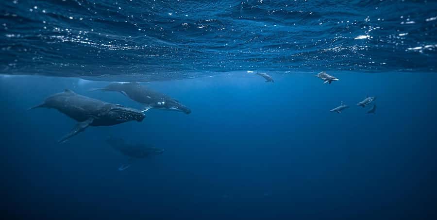 Moorea 4H Shared Boat Tour Whale Swimming and Snorkeling - Why the whale encounter is the main event
