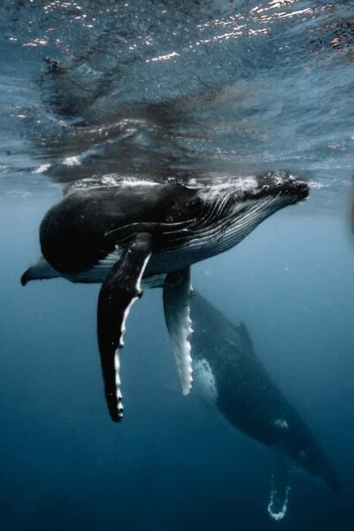 Moorea 4H Shared Boat Tour Whale Swimming and Snorkeling