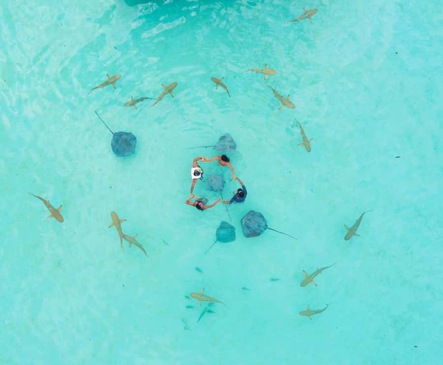 Moorea 4H Shared Boat Tour Whale Swimming and Snorkeling - The guides, safety, and animal respect