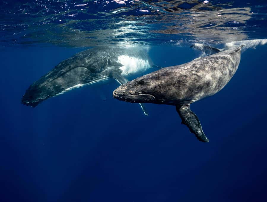 Moorea 4H Shared Boat Tour Whale Swimming and Snorkeling - Who should choose this Moorea boat tour?