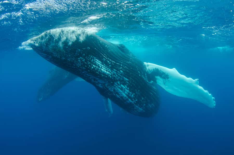 Moorea 4H Shared Boat Tour Whale Swimming and Snorkeling - Should you book it?