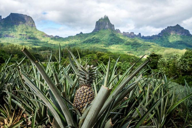 Moorea 4WD Tour Inc. Belvedere, Pineapple Farm, Magic Mountain... - Polynesian sites and island stories