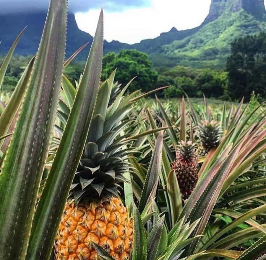 Moorea Cruise Ships 4x4, Belvedere Magic mount PRIVATE Tours - A four-hour way to see Moorea from the high ground