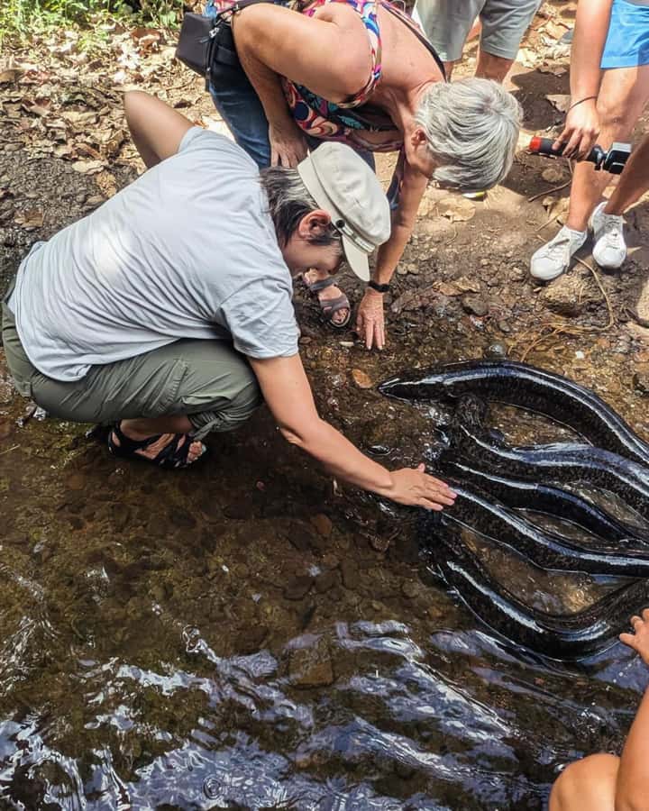 Moorea Cruise Ships: 4x4, Belvedere,Magic Mountain pineaple - Freshwater eels and the marae