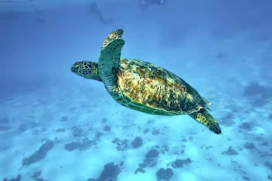 Moorea: Glass Bottom Boat Adventure with Lagoon Wonders - Why this Moorea boat trip feels different