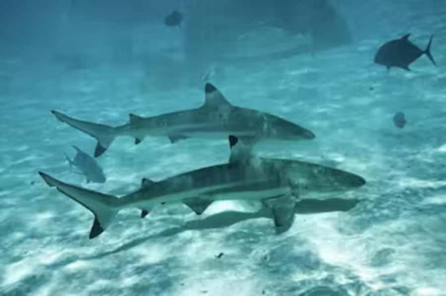 Moorea: Glass Bottom Boat Adventure with Lagoon Wonders - The guides shape the day