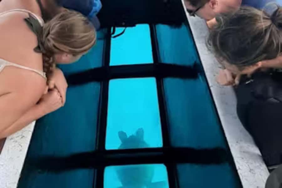 Moorea: Glass Bottom Boat Adventure with Lagoon Wonders - Swimming around Moorea’s underwater tikis