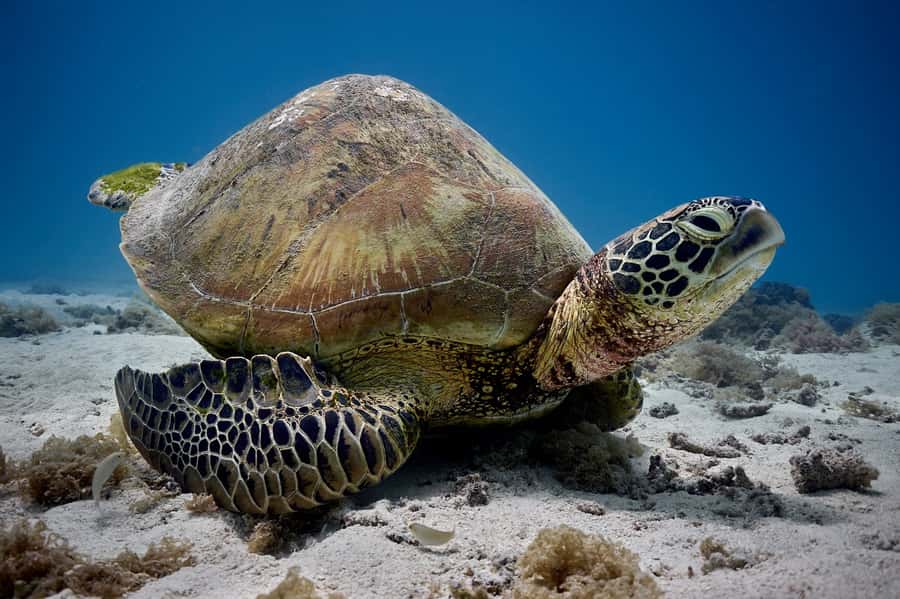 Moorea: Hauru Lagoon 3-hour Guided Kayak Tour with Snack - Key points to know before you paddle