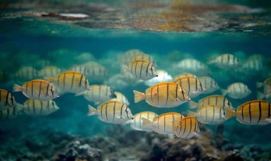 Moorea: Hauru Lagoon 3-hour Guided Kayak Tour with Snack - Timing, weather, and practical preparation