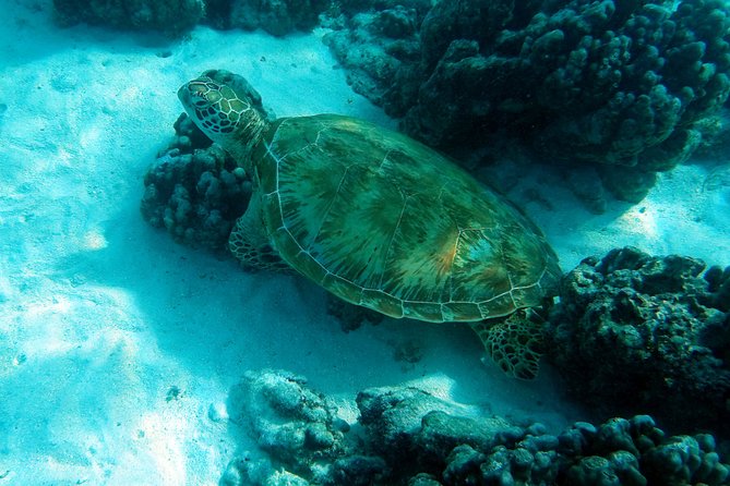 Moorea Lagoon Tour by Transparent Kayak - Moorea’s lagoon from a transparent kayak