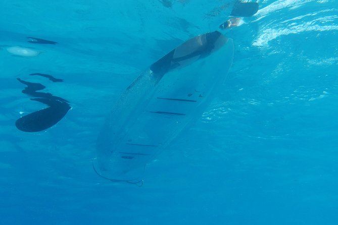 Moorea Lagoon Tour by Transparent Kayak - The snorkeling stop with sharks and rays