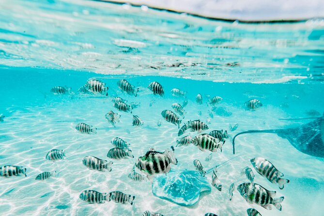 Moorea: Private 4-Hour High-End Boat Excursion - Motu Tiahura gives you a proper pause