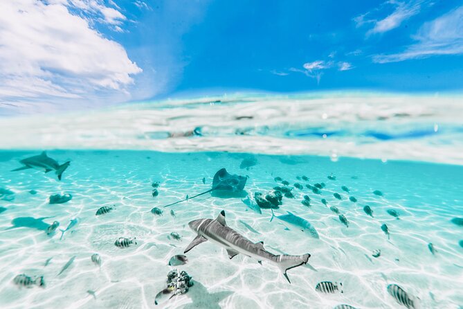 Moorea: Private 4-Hour High-End Boat Excursion - What the private price really buys you