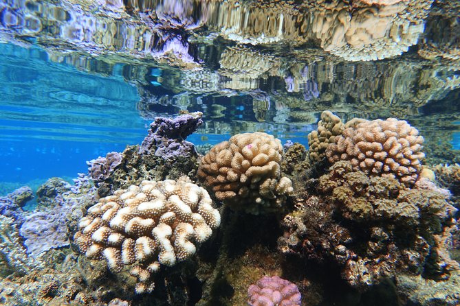 Moorea Private Boat Tour / Sea Scooter Snorkeling Tour - What the lagoon portion is likely to feel like