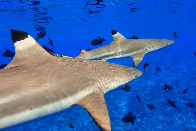 Moorea Private Boat Tour / Sea Scooter Snorkeling Tour - Why the private format can be worth the price