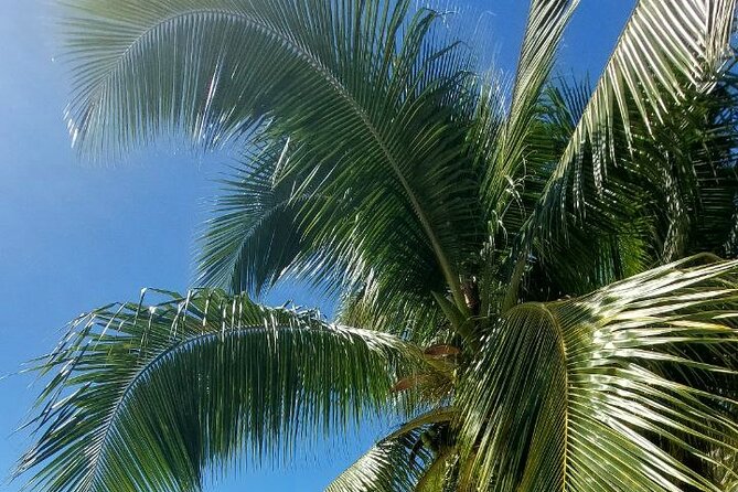 Moorea Private Full Day Tour - Cook’s Bay supplies the classic Moorea view