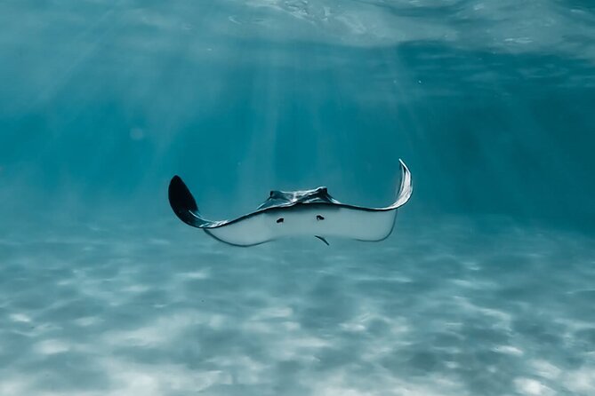 Moorea: Private Snorkeling Tour with Certify Guide - Starting at Plage de Tiahura