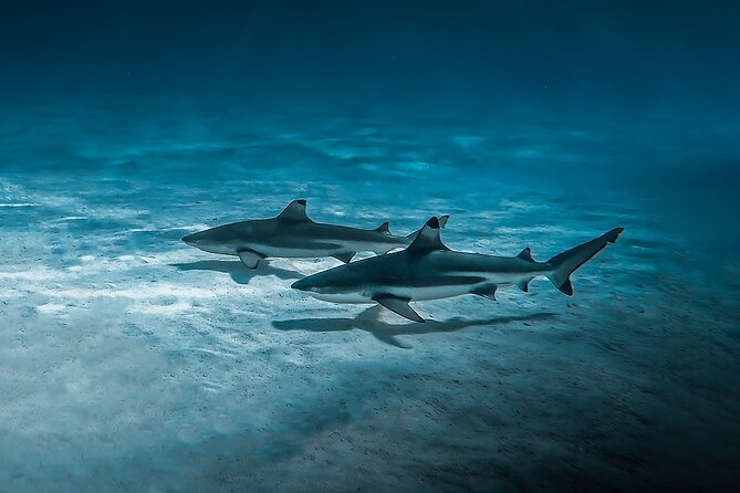 Moorea: Private Snorkeling Tour with Certify Guide - What the $1,214.64 group price really means