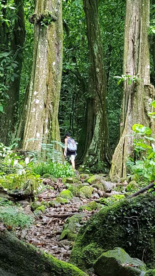 Moorea : Safari Nature and Culture Tour with local guide - Why Moorea’s past works better in virtual reality