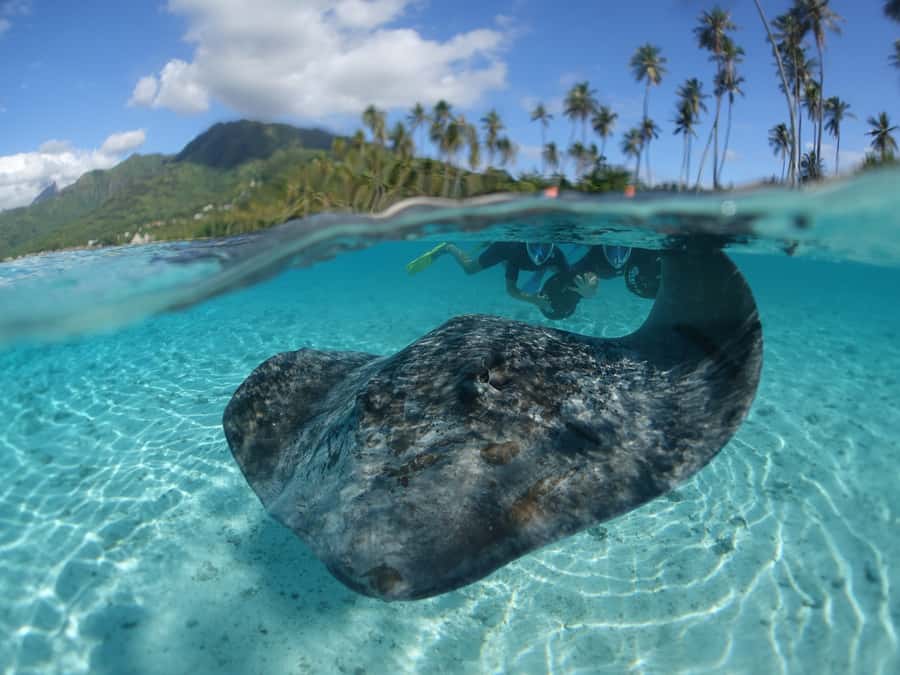 Moorea: Sea Scooter Snorkeling Tour - Key points to know before booking