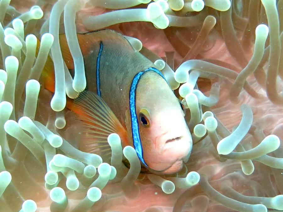 Moorea: Sea Scooter Snorkeling Tour - The guides make the difference