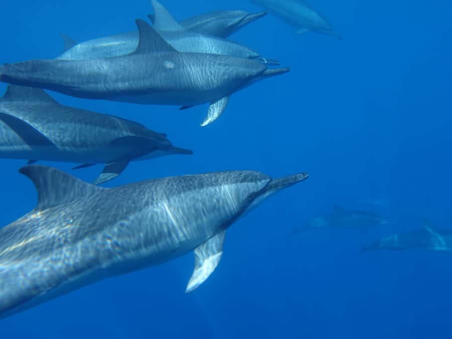 Moorea: Sea Scooter Snorkeling Tour - Who should book this outing?