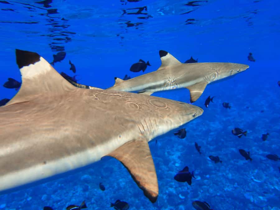 Moorea: Sea Scooter Snorkeling Tour - What to bring and how to plan the day