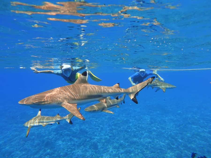 Moorea: Sea Scooter Snorkeling Tour - A small group is worth paying attention to