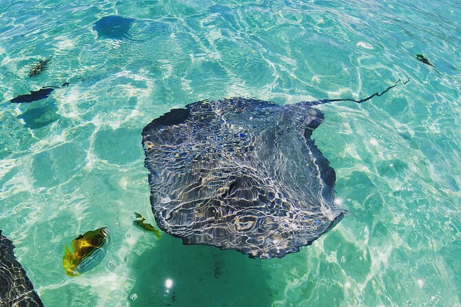 Moorea Solo or Twin 2 hours Jet Ski Tour - Guides, safety, and the feel of a small group