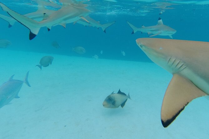 Moorea Solo or Twin Island Tour Jet Ski 4 hours - What the guide adds to the day