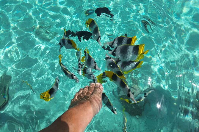 Moorea Solo or Twin Island Tour Jet Ski 4 hours - Transfers from Papeete and the practical timing