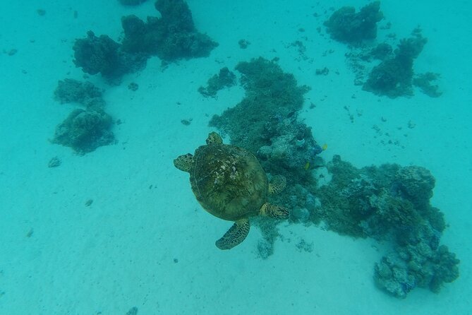 Moorea Solo or Twin Island Tour Jet Ski 4 hours - Who will enjoy this best?