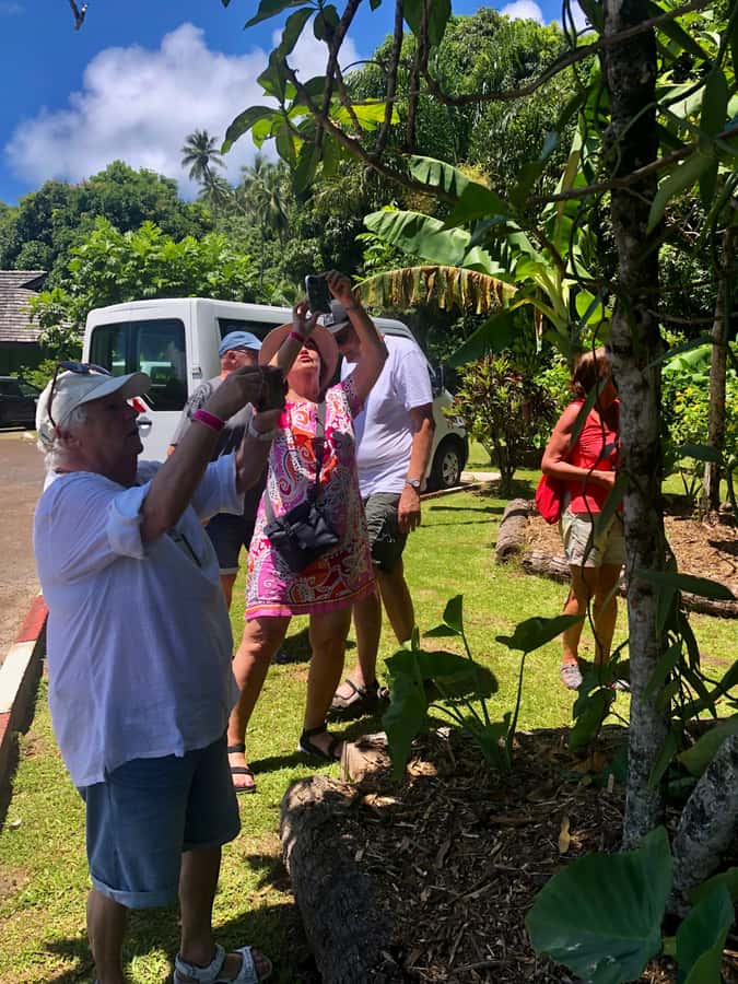 Must-Do : Nature, Culture & Moments Uniques – MirimirI Tours - Understanding Marae Taputapuatea