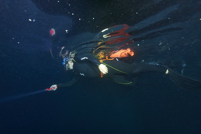 Night Snorkeling - The creatures you might find after dark