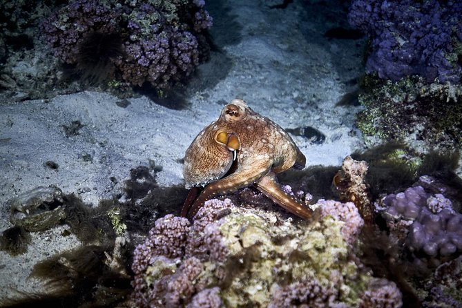 Night Snorkeling - What the $120 price includes