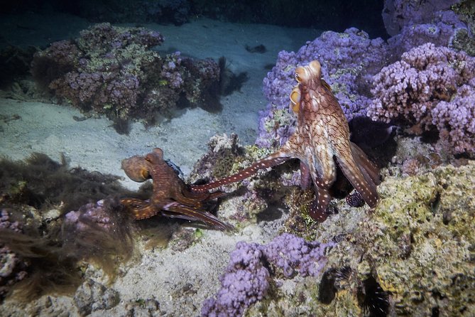 Night Snorkeling - Snacks, drinks, and the practical details
