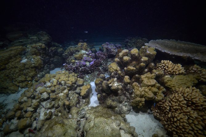 Night Snorkeling - Getting ready for the water