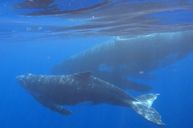 Observe and Swim with Whales in Tahiti - Starting at Te Moana Tahiti Resort in Puna’auia