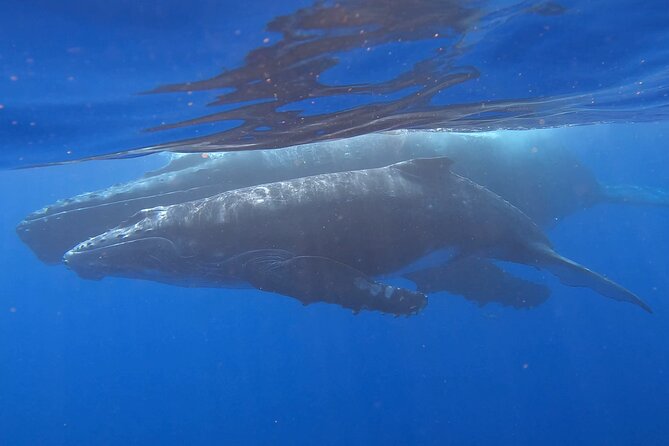 Observe and Swim with Whales in Tahiti - Searching for humpback whales in Tahiti