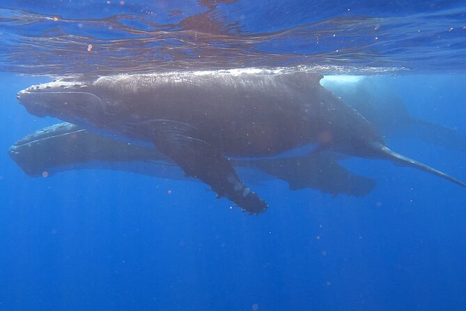 Observe and Swim with Whales in Tahiti - Snorkeling with turtles at the end