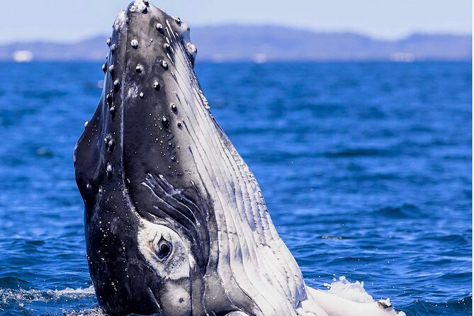 Observe and Swim with Whales in Tahiti - What the $169.10 price really buys