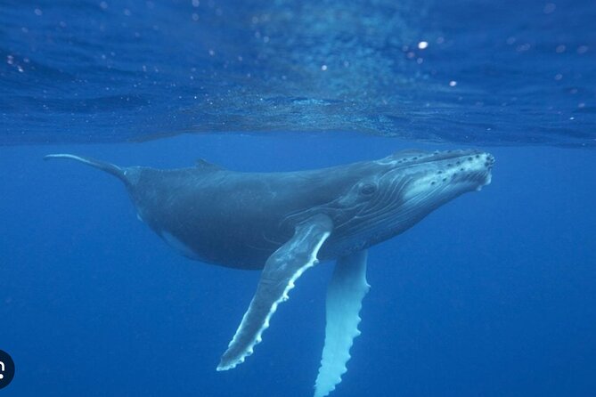 Observe and Swim with Whales in Tahiti - Who will enjoy this trip most