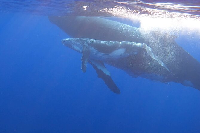 Observe and Swim with Whales in Tahiti - A small boat gives you more room to watch