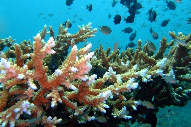 Other side of heaven Eco friendly snorkeling adventure - Why the climate message matters