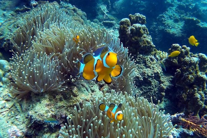 Other side of heaven Eco friendly snorkeling adventure - Who will enjoy this most