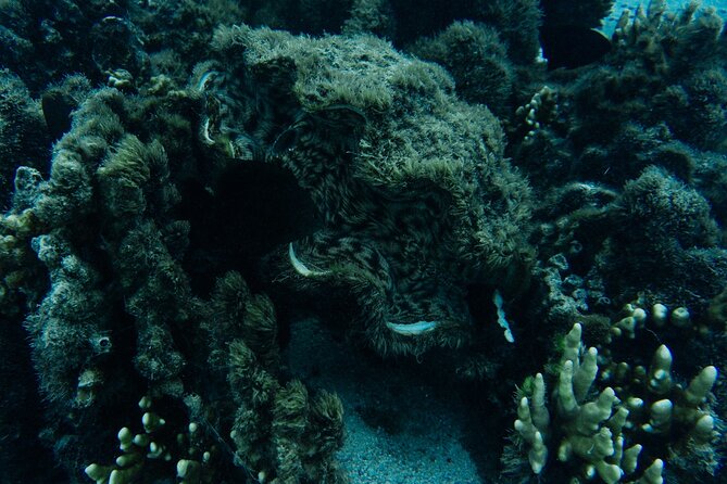 Premium Sea Scooter Lagoon Discovery - Looking for one of the Cook Islands’ moray eels